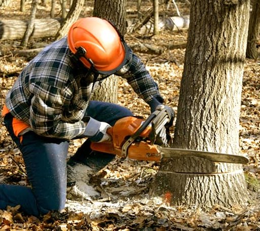 Tree Removal in Calhoun City, MS